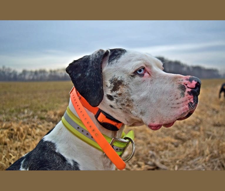 Beau, a Catahoula Leopard Dog tested with EmbarkVet.com