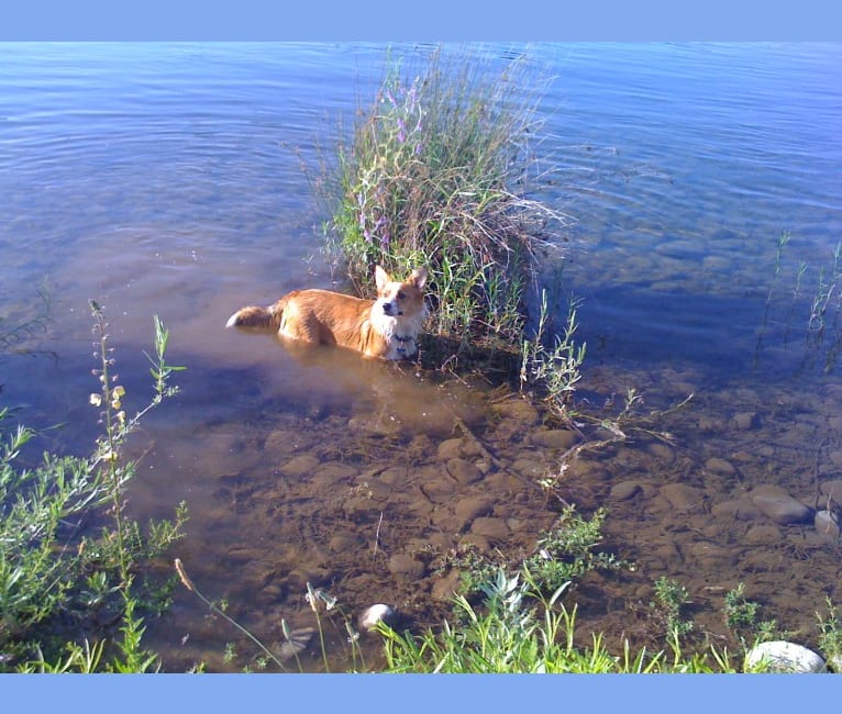 Wizard, a Pembroke Welsh Corgi and Border Collie mix tested with EmbarkVet.com