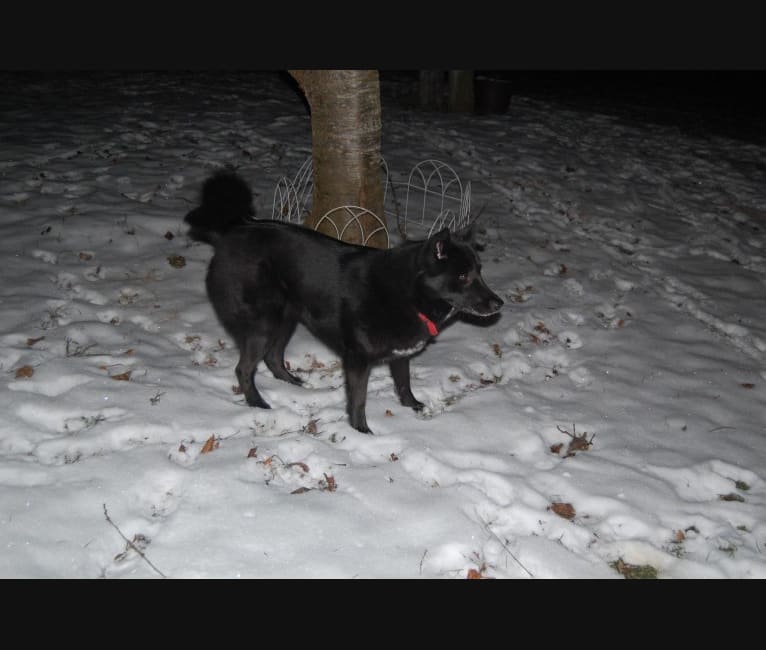 Kaiya, a Siberian Husky and American Eskimo Dog mix tested with EmbarkVet.com