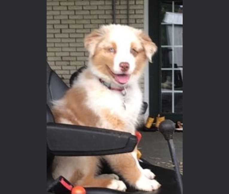 Laika, an Australian Shepherd tested with EmbarkVet.com