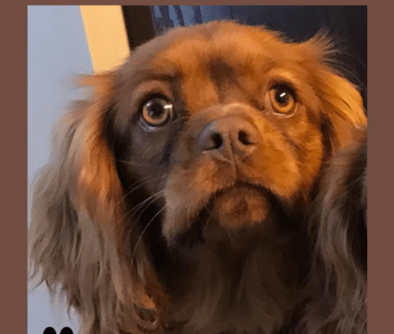 Rowan, a Cavalier King Charles Spaniel tested with EmbarkVet.com