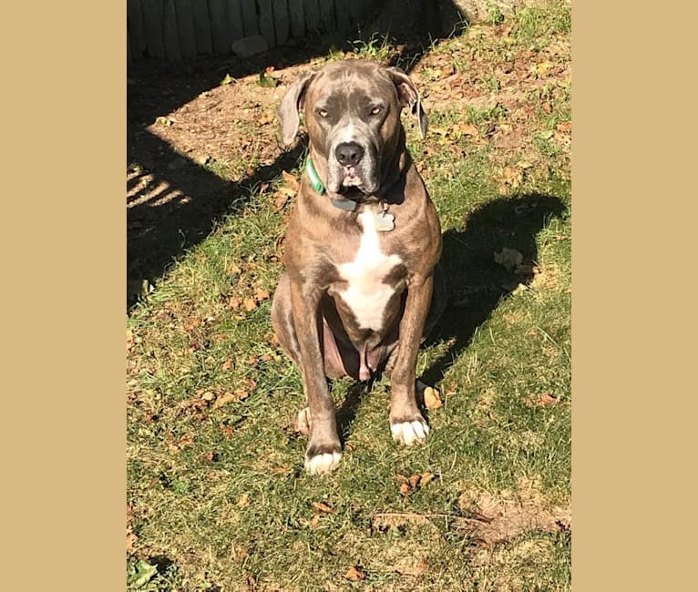 Brody, an American Bulldog and Neapolitan Mastiff mix tested with EmbarkVet.com