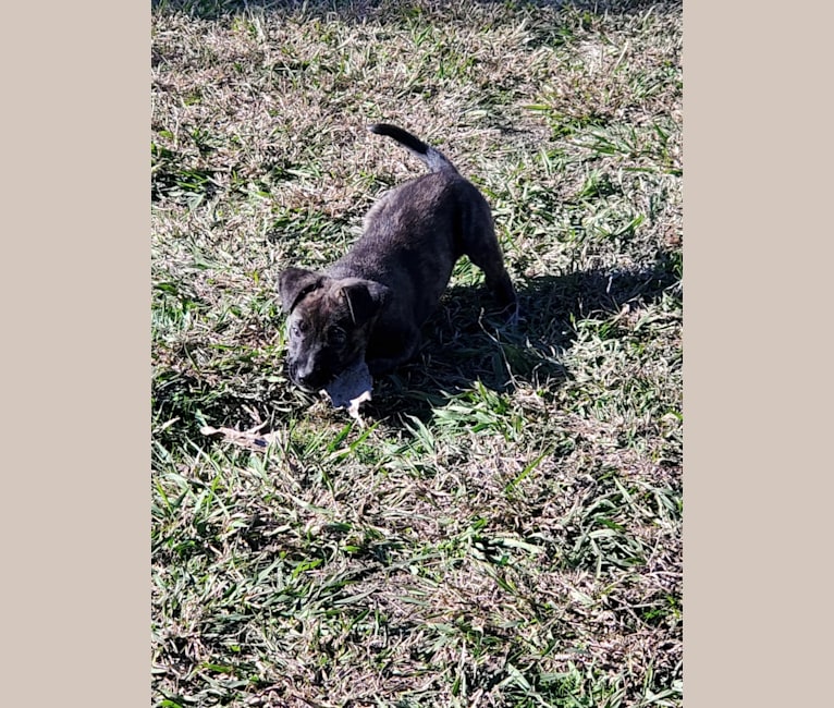 Molly, an American Pit Bull Terrier and German Shepherd Dog mix tested with EmbarkVet.com