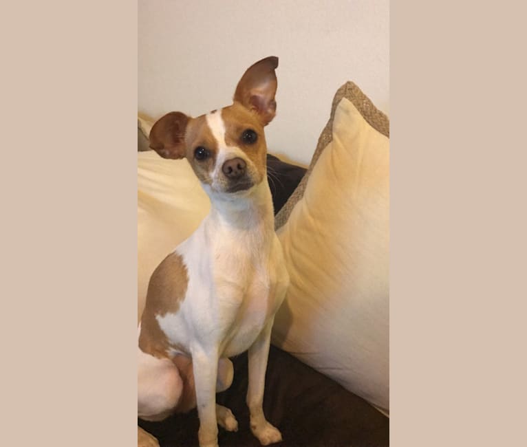 Photo of Stella, a Chihuahua, Miniature Schnauzer, Pomeranian, and Pekingese mix in San Antonio, Texas, USA