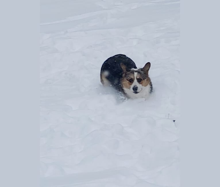 Jackson, a Pembroke Welsh Corgi tested with EmbarkVet.com