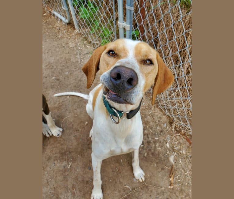 Saluki beagle mix discount