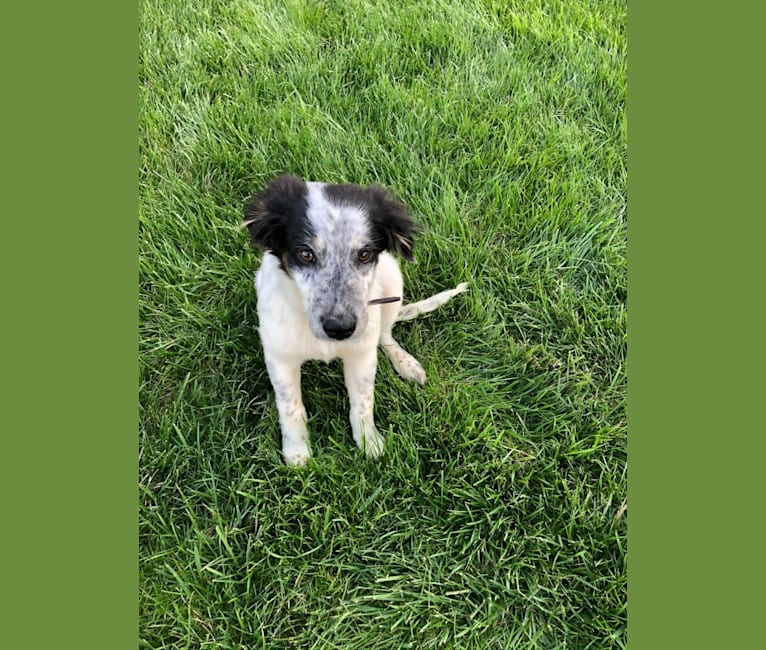 Cooper Tornado, a German Shepherd Dog and Australian Cattle Dog mix tested with EmbarkVet.com