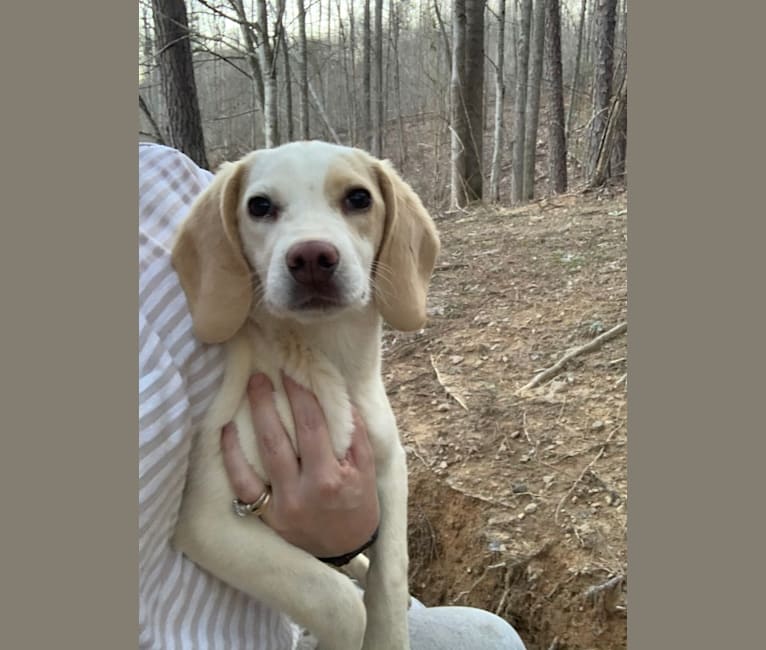 Photo of Sunny, a Beagle  in Viper, Kentucky, USA