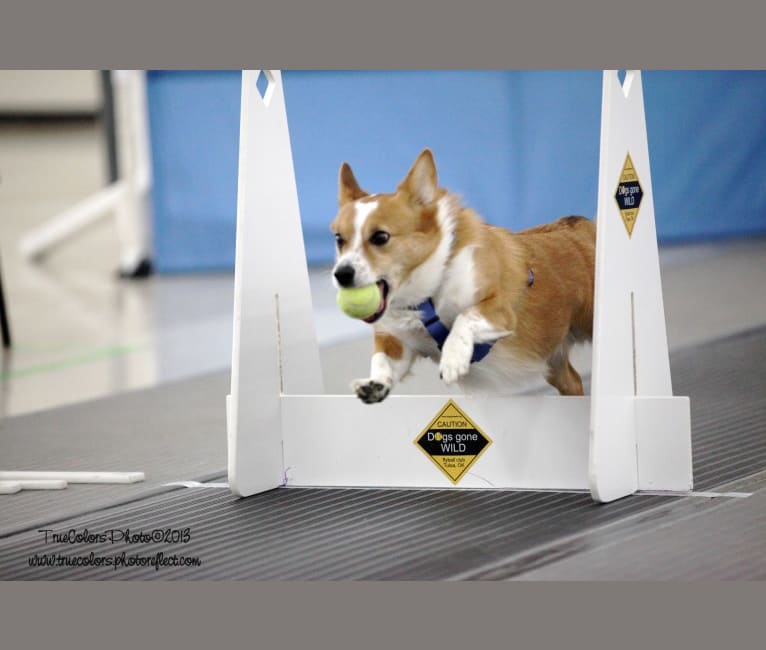 Wizard, a Pembroke Welsh Corgi and Border Collie mix tested with EmbarkVet.com