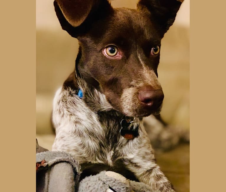 Lincoln, a Cocker Spaniel and Australian Cattle Dog mix tested with EmbarkVet.com