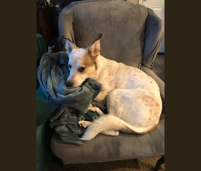 Millie, an Australian Cattle Dog and Great Pyrenees mix tested with EmbarkVet.com