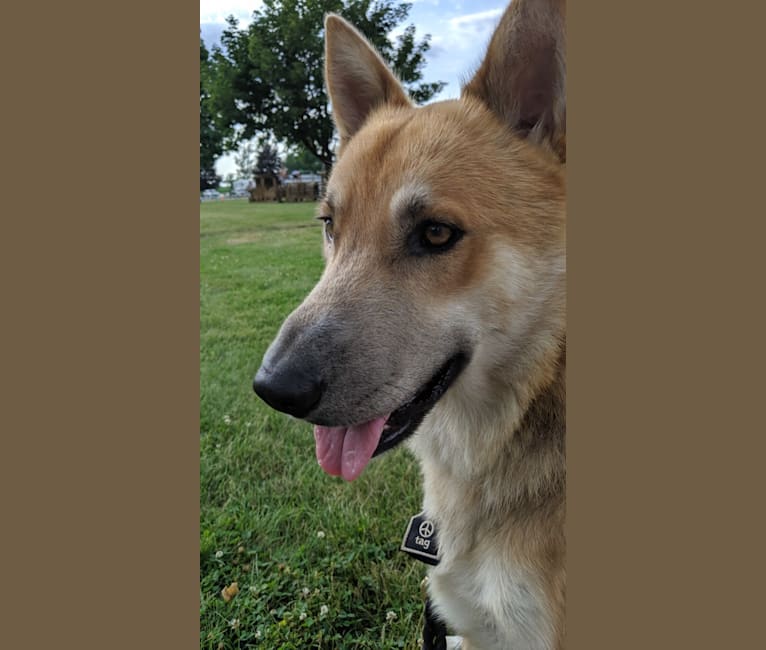 Loki, a German Shepherd Dog and Siberian Husky mix tested with EmbarkVet.com