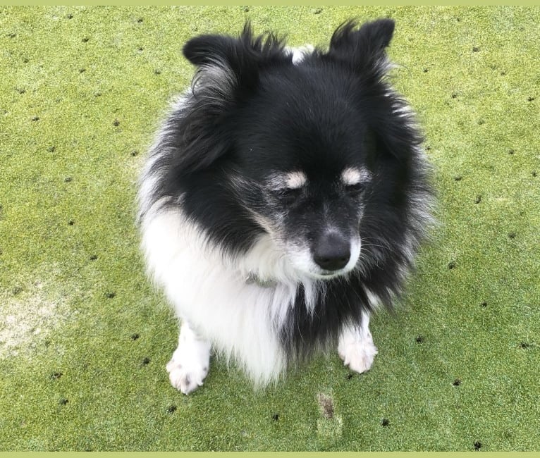 Piper, an American Eskimo Dog and Pomeranian mix tested with EmbarkVet.com