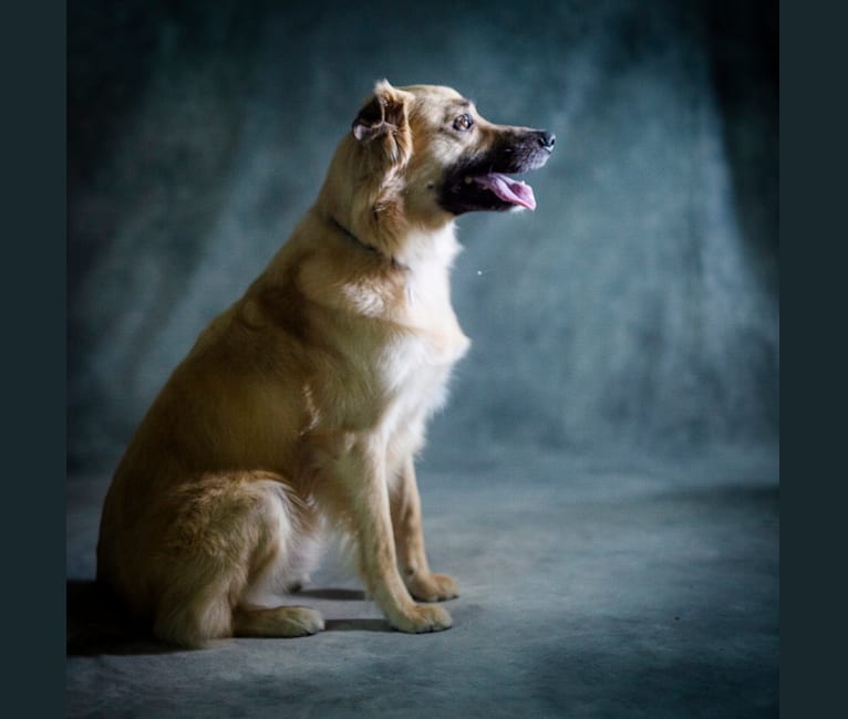 Oliver, an Australian Shepherd and Catahoula Leopard Dog mix tested with EmbarkVet.com