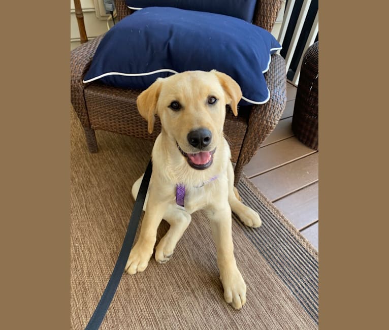Walton, a Labrador Retriever and Beagle mix tested with EmbarkVet.com