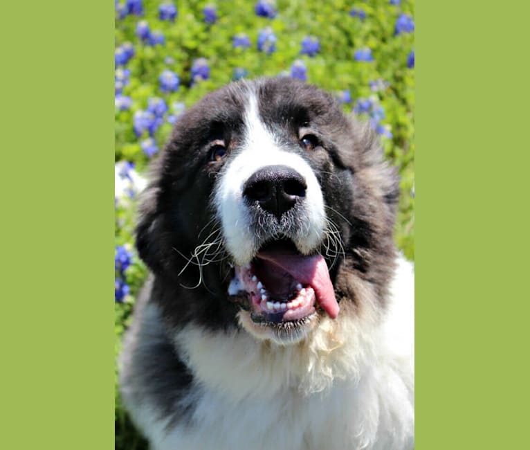 Elara, a Pyrenean Mastiff tested with EmbarkVet.com