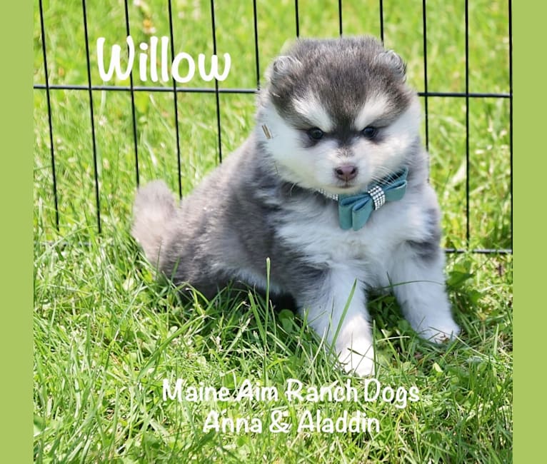 Willow, a Siberian Husky and Pomeranian mix tested with EmbarkVet.com