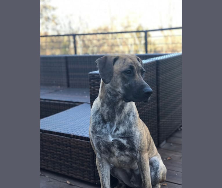 Embark Dog DNA Test Breed
