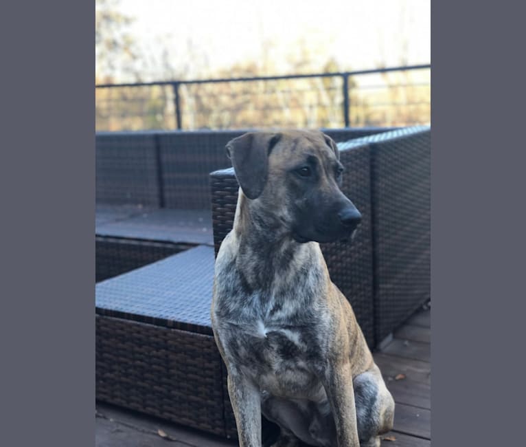 Louie, a Boxer and Mountain Cur mix tested with EmbarkVet.com