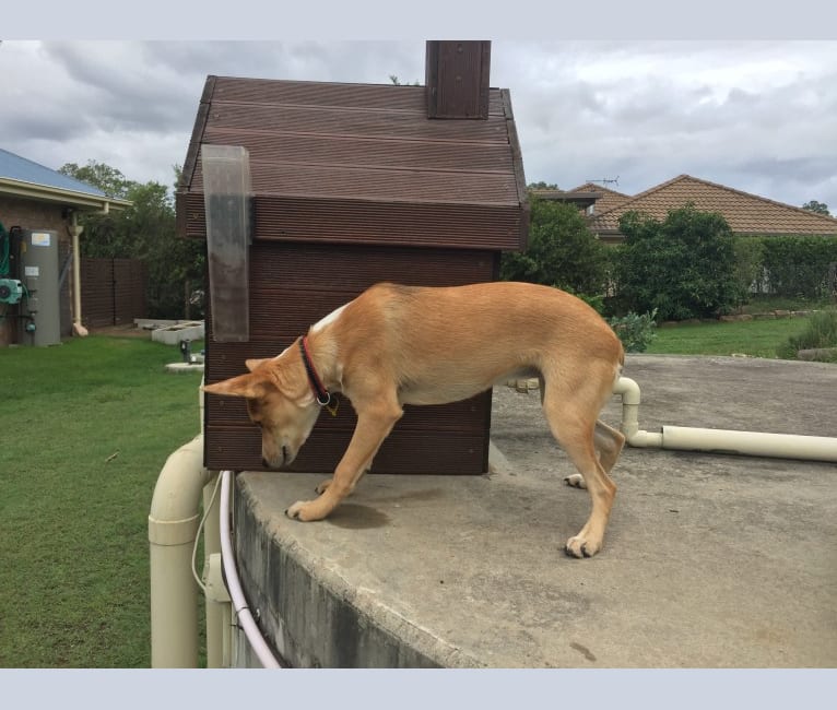 Chamonix, an Australian Cattle Dog and Australian Kelpie mix tested with EmbarkVet.com