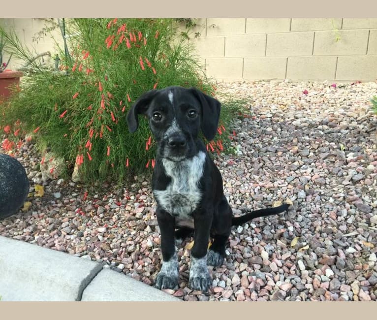 Photo of Pepper, a Wirehaired Pointing Griffon and Boxer mix in Las Vegas, Nevada, USA