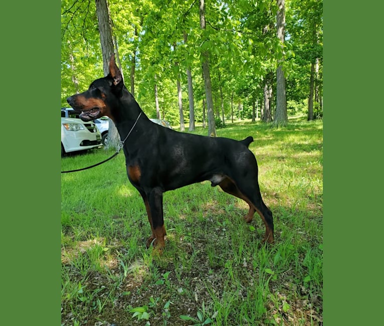 Draugr, a Doberman Pinscher tested with EmbarkVet.com