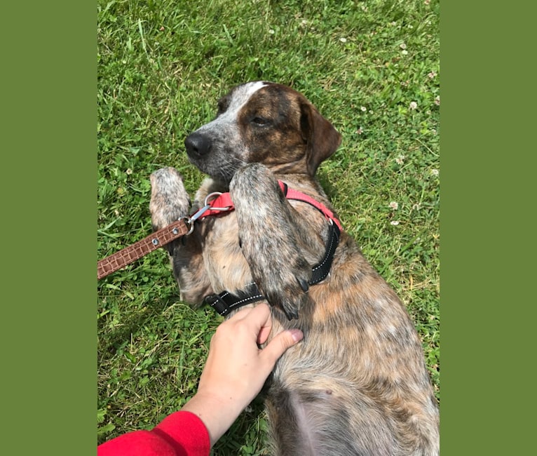 Bear, an Australian Cattle Dog and Bluetick Coonhound mix tested with EmbarkVet.com