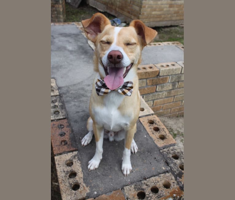 Rocko, a Rat Terrier and Chihuahua mix tested with EmbarkVet.com