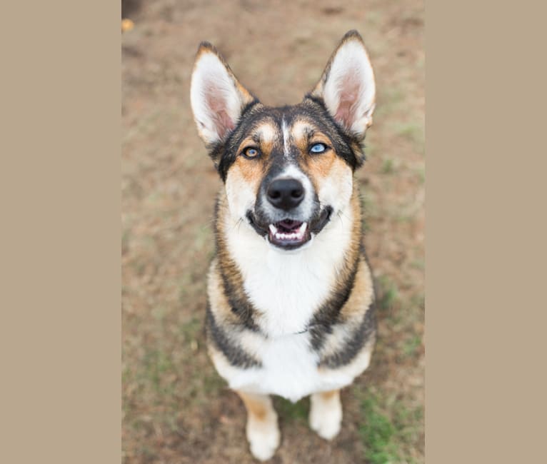 australian cattle dog siberian husky mix