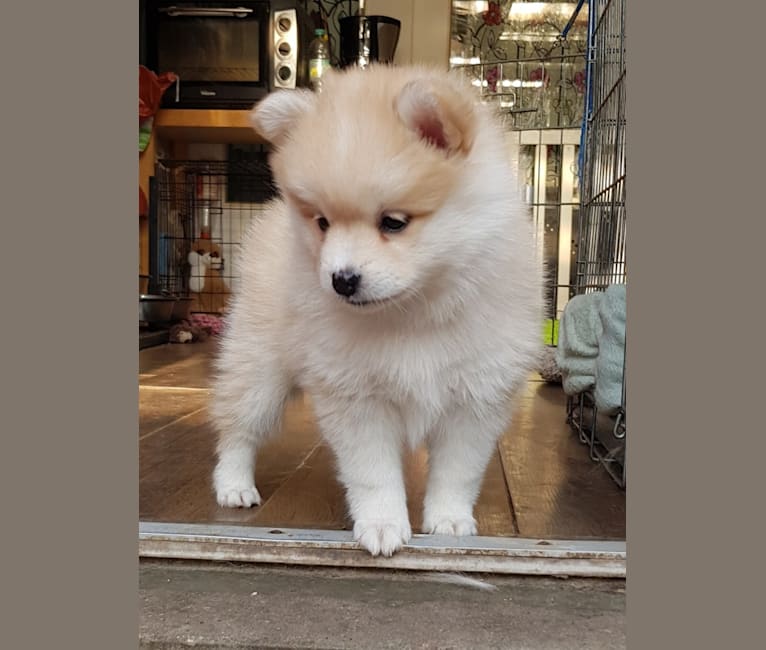 Pomsky Bandits'  Starlight Shaila, a Pomeranian and American Eskimo Dog mix tested with EmbarkVet.com