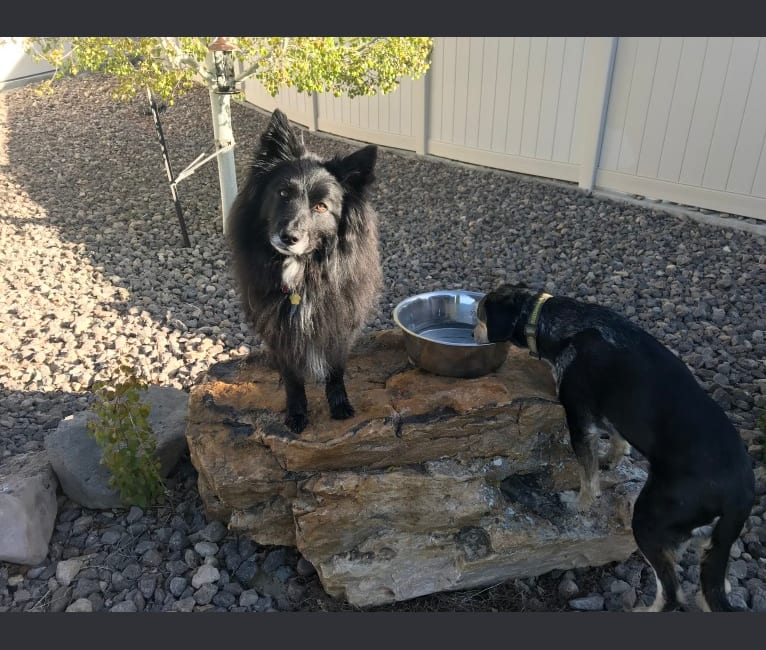 Mo, a Keeshond and Border Collie mix tested with EmbarkVet.com