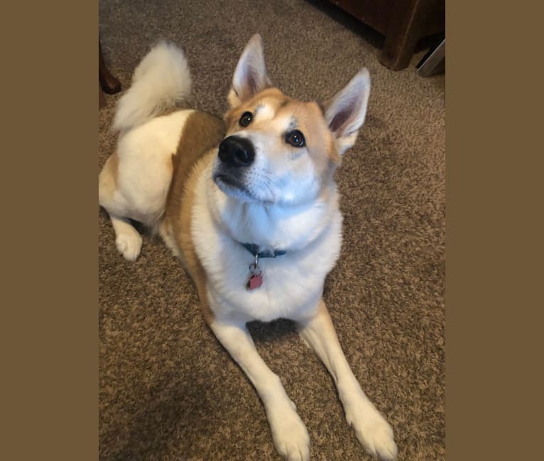 Louie, an Akita and Norwegian Elkhound mix tested with EmbarkVet.com