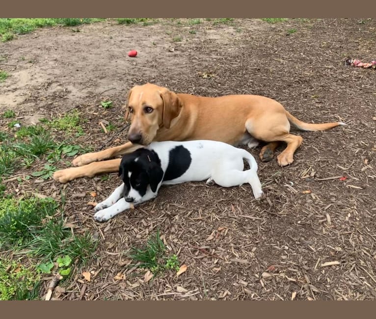 Chief, a German Shorthaired Pointer and Labrador Retriever mix tested with EmbarkVet.com