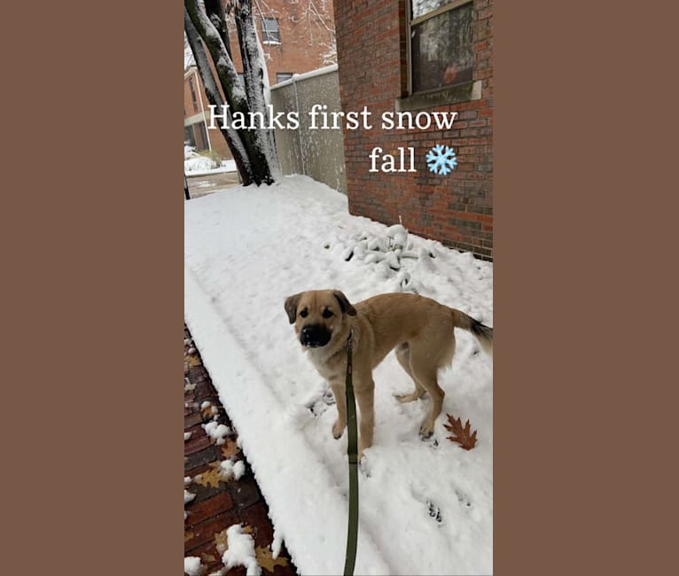 Hank, a German Shepherd Dog and Rottweiler mix tested with EmbarkVet.com