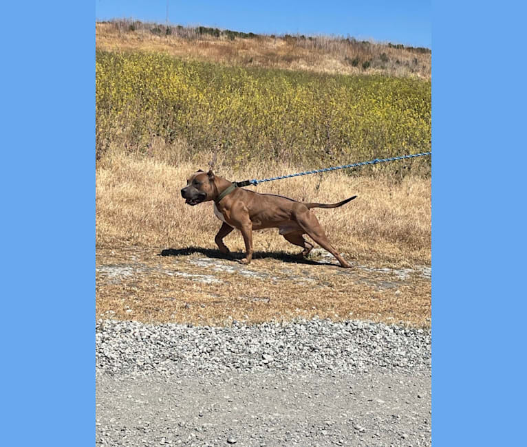 Storm King, an American Bully tested with EmbarkVet.com