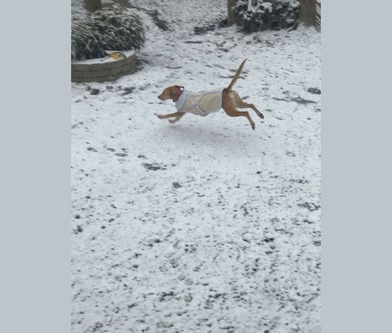 Biscuit Tin-Tin Bowmaster, an American Foxhound tested with EmbarkVet.com