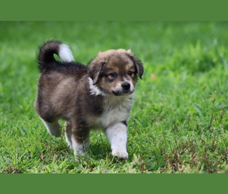 Duck, a Great Pyrenees and Beagle mix tested with EmbarkVet.com
