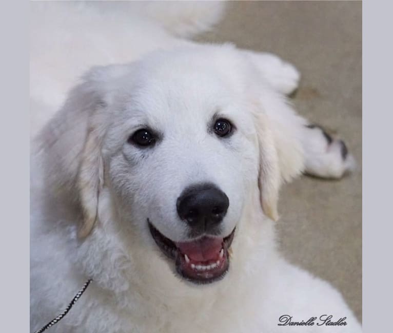 “Loaner” Szumeria’s Mine Till Monday, a Kuvasz tested with EmbarkVet.com