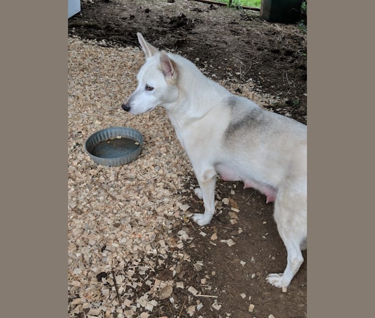 Issah, a Siberian Husky and American Pit Bull Terrier mix tested with EmbarkVet.com