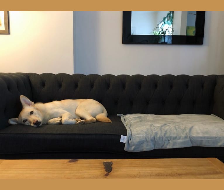 Photo of Milo, a Siberian Husky, Pug, Alaskan Malamute, and German Shepherd Dog mix in Toronto, Ontario, Canada