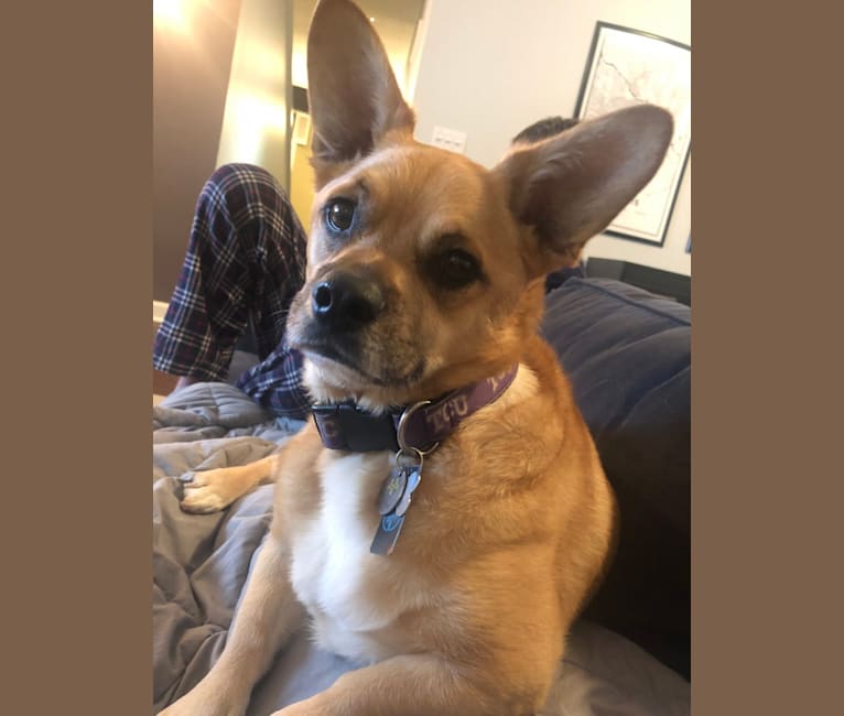 Chuy dog shop
