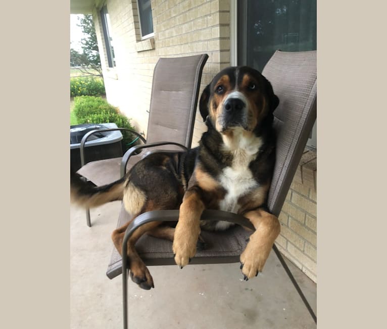 Bo, a Rottweiler and Great Pyrenees mix tested with EmbarkVet.com