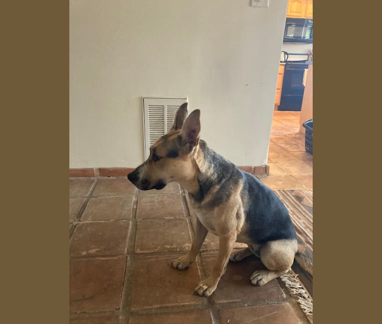 American bully clearance german shepherd mix