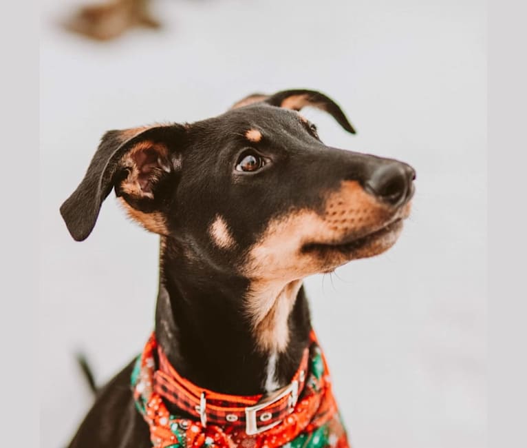 Dipper, a Doberman Pinscher and Siberian Husky mix tested with EmbarkVet.com