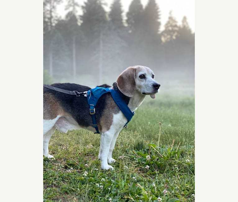 Clark, a Beagle tested with EmbarkVet.com