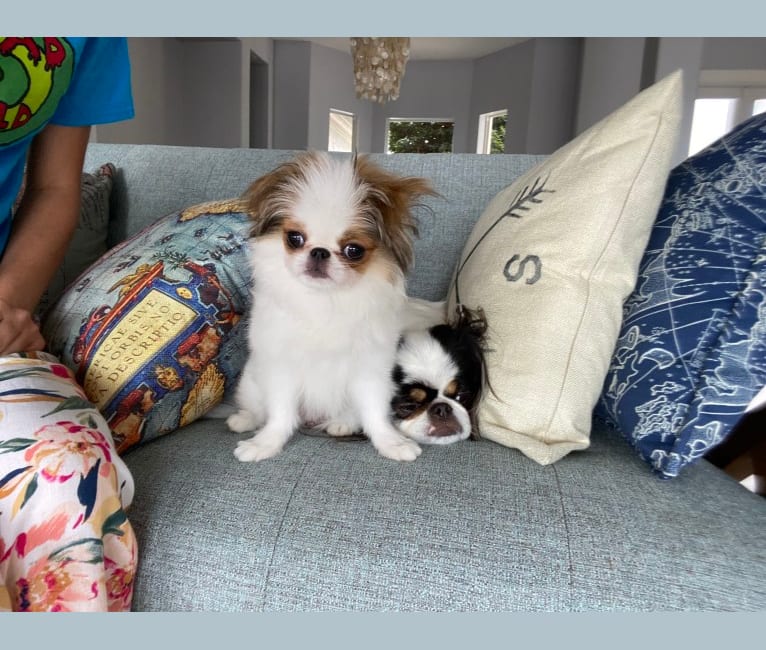 Lady, a Japanese Chin tested with EmbarkVet.com