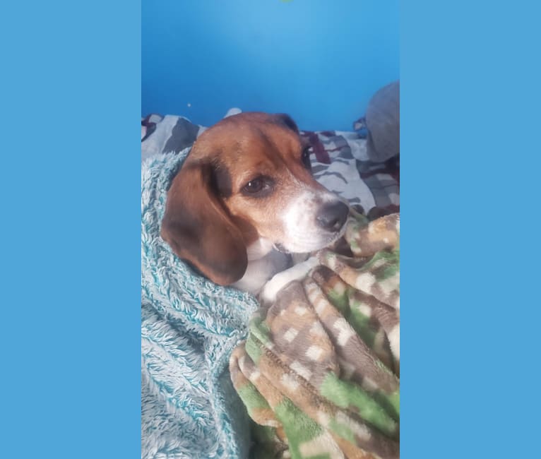 Remy, a Beagle tested with EmbarkVet.com