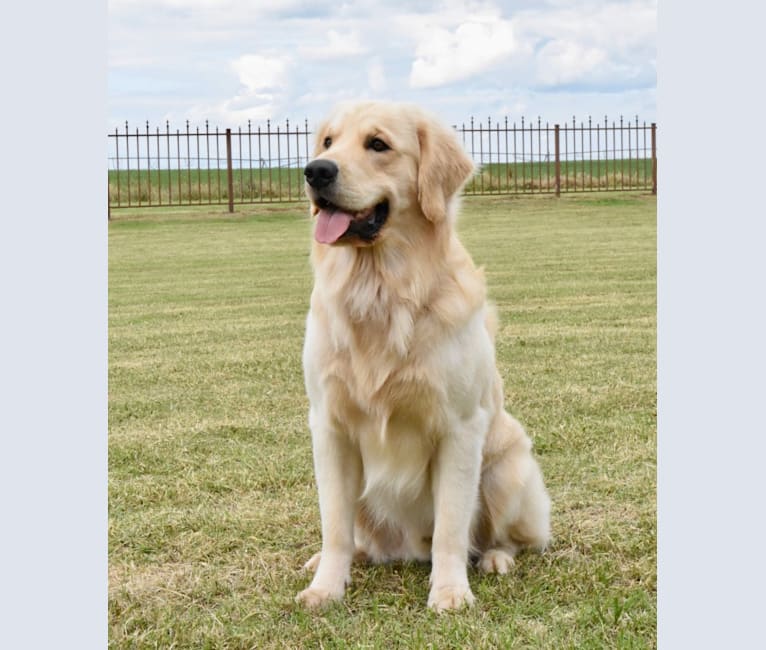 Golden outlet retriever test