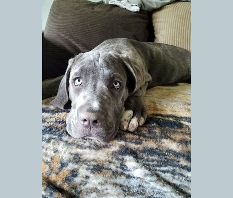 Luna, a Neapolitan Mastiff and Cane Corso mix tested with EmbarkVet.com