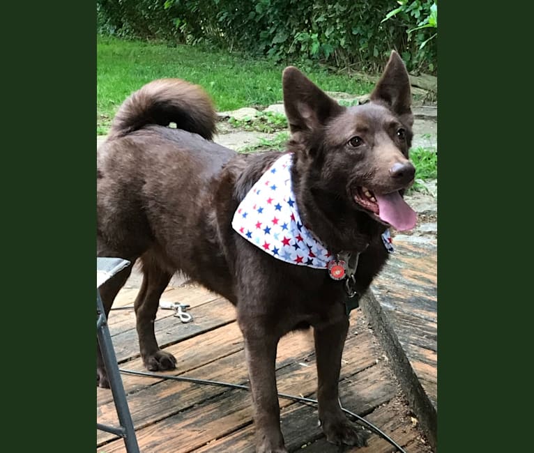 norwegian elkhound lab mix